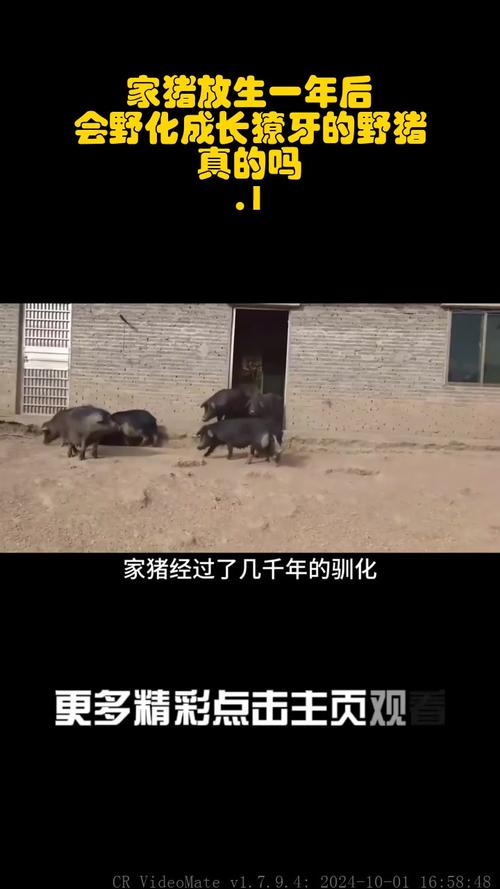 2017年有哪些幽默语录和段子可以收录「野猪拐走家猪」 理财新闻